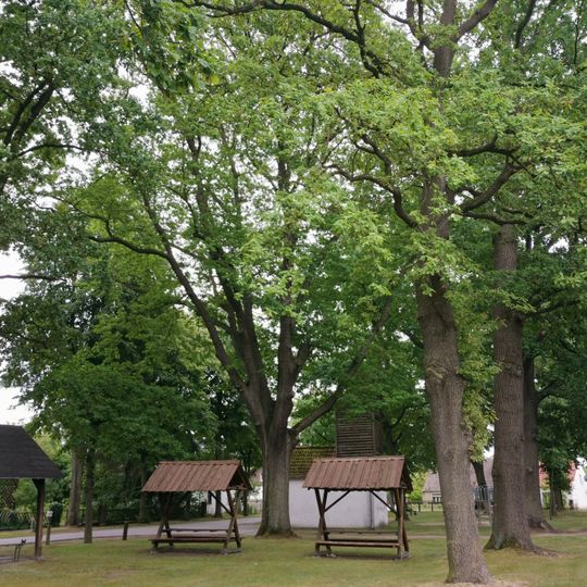 Naturdenkmal Stieleiche auf Dorfplatz Dannenreich