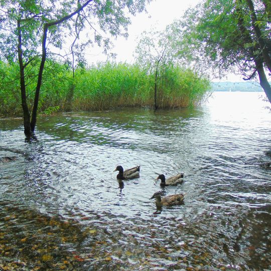 Canneti del Lago Maggiore