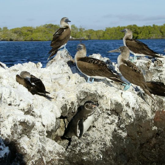 Isabela Island