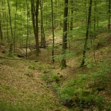 Naturwaldreservat Brunnstube