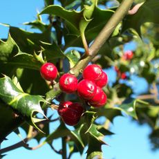 Arboreto de Arpajon-sur-Cère