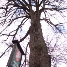 Lípa malolistá pod čp. 92