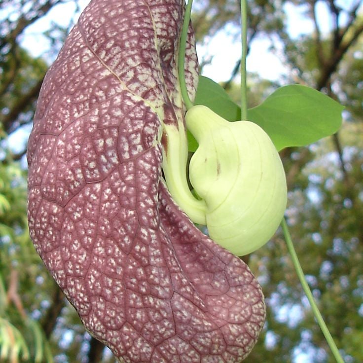 Jardin des Parfums et des Epices