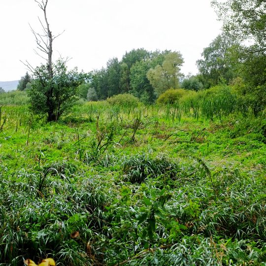 Louka u Šnajberského rybníka