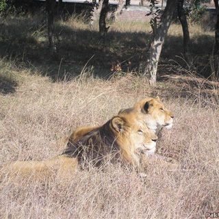 Zoológico de Lahore