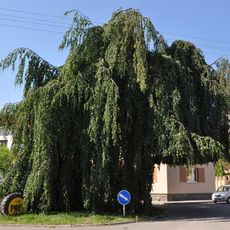 Památný buk lesní (Koželužská, Chrudim)