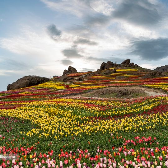 Lazur Tulip Garden