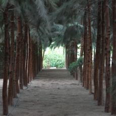 Tree Nursery of Chimbote