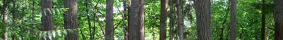 Panoramic View 1