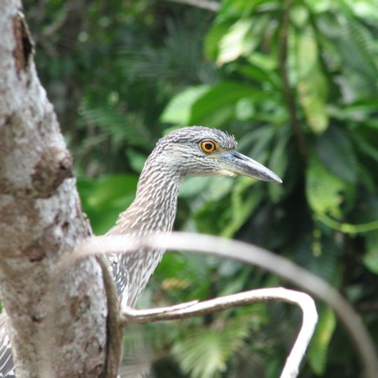 Refugio de vida silvestre Cuero y Salado