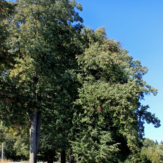 Lipová alej ke hřbitovu