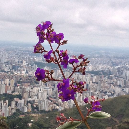 Parque da Serra do Curral