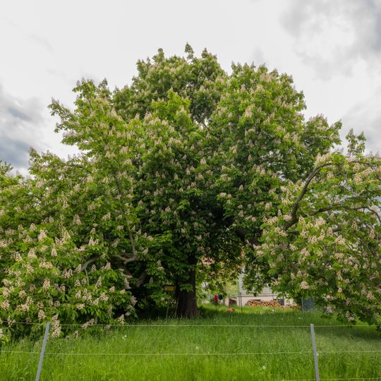 Rosskastanie in Dittmannsdorf