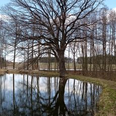 Dub u Kahounů rybníka