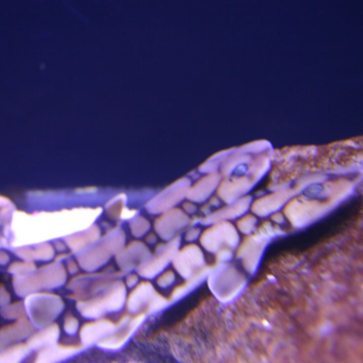 バージニア水族館・海洋科学センター