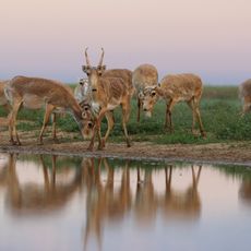 Stepnoi Nature Sanctuary