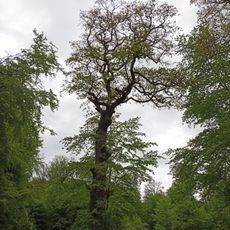 Dicke Eiche von Selters