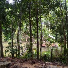 Serdang Sunrise Peak Track