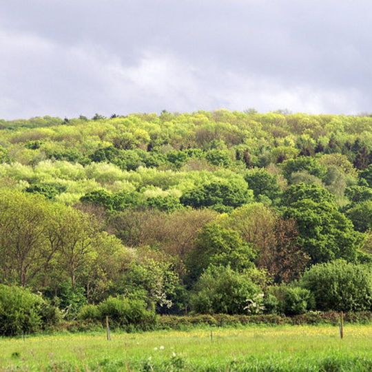 Wytham Woods