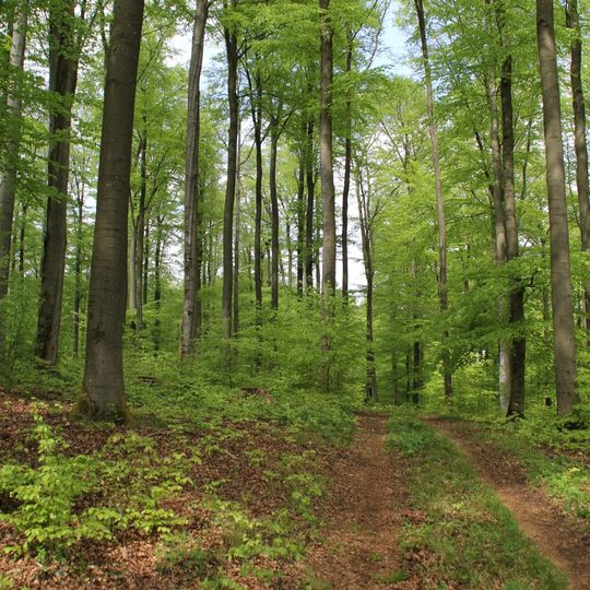 Hoher Berg bei Lettgenbrunn