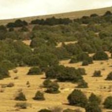 Acebal de Garagüeta