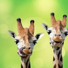 Emirates Park Zoo