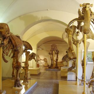 Museum of Natural History - Section of Geology and Paleontology