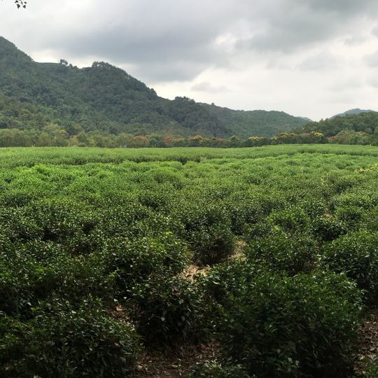 Museo nazionale del tè
