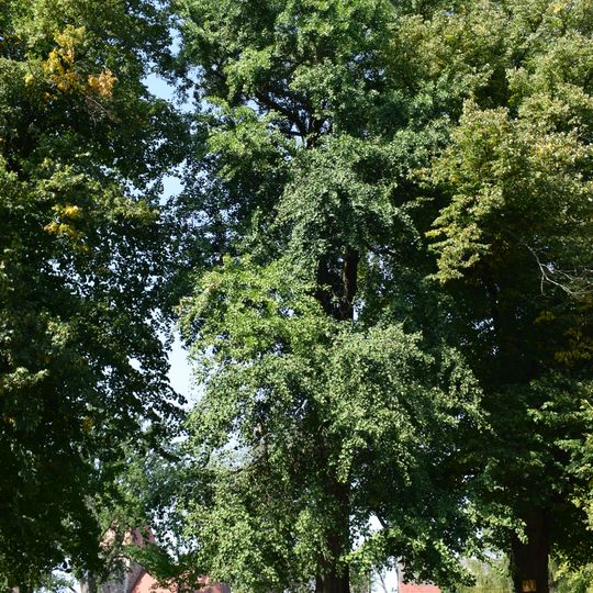 Naturdenkmal Ginkgo ehemaliger Schlosspark in Löhme