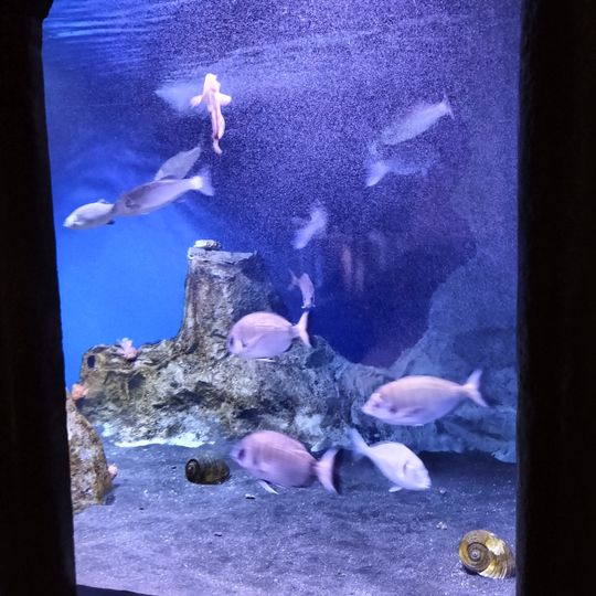 DaDoM - Museo Darwin Dohrn