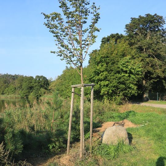 Lípa století v Náramči