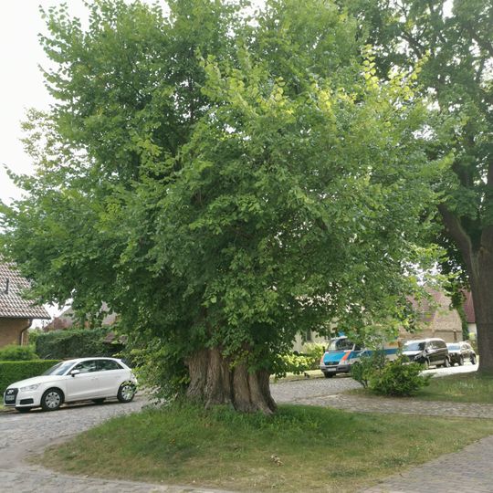 Naturdenkmal Flatterulme Gussow