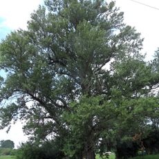 Topol černý v Benátecké Vrutici