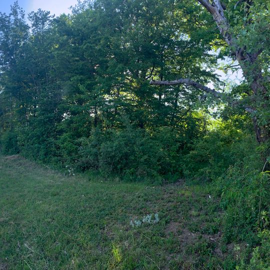 Feldgehölz mit Magerwiese