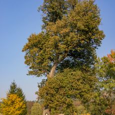 Lípa u křížku v Příbozích