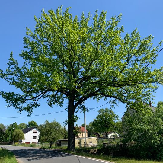 ND Stieleiche Hauptstraße Oberwiera