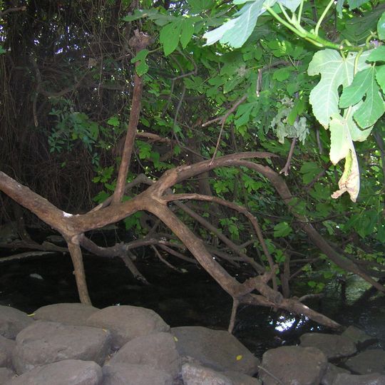 Dan River