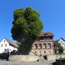Linde auf dem Anger in Holzhausen