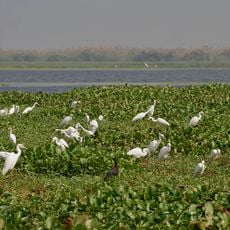Kolleru Bird Sanctuary