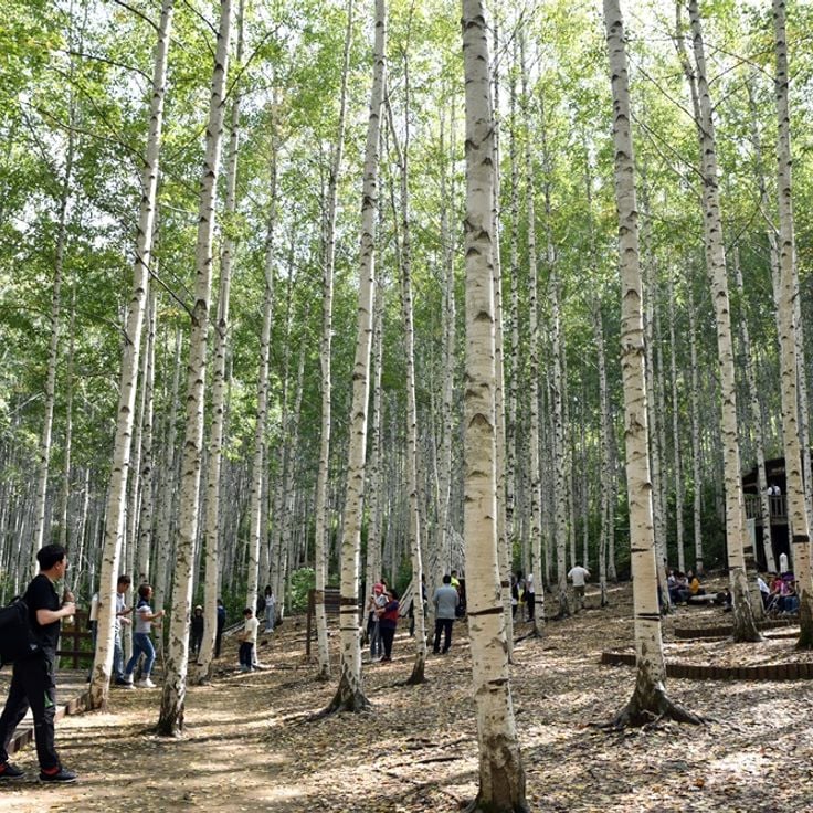 Wondae-ri Birch Forest