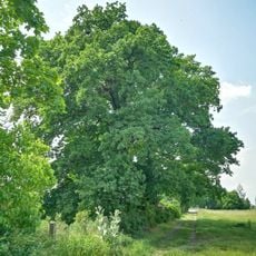 Naturdenkmal Stieleiche