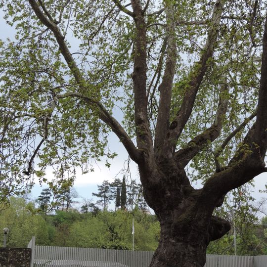 Platanus orientalis in Sandanski
