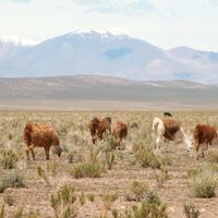 Dipartimento di Los Andes