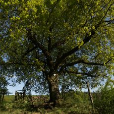 Stieleiche von Hochstädten