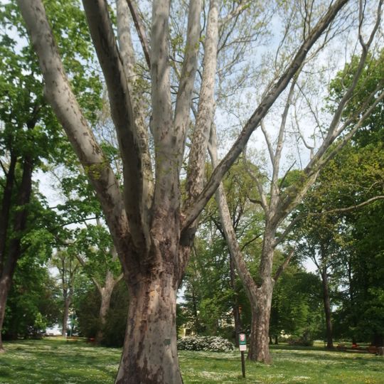 Platany ve Smetanových sadech