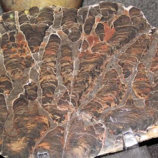 Fossiles de Bitter Springs