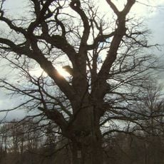 Glitiškių ąžuolas