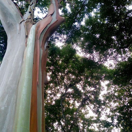 Dois Irmãos State Park