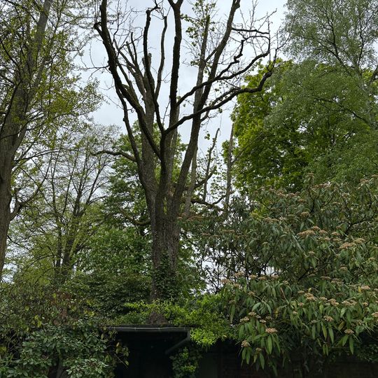 Baumhasel Botanischer Garten