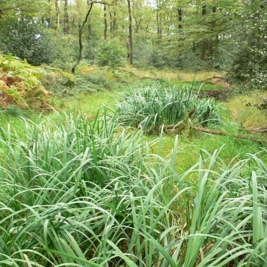 Flachsteich nördlich Meininghausen